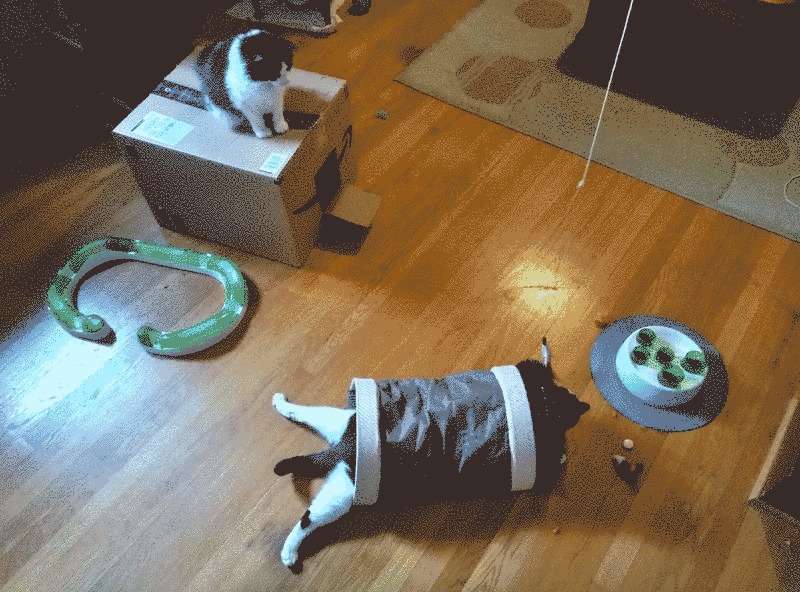 A picture of cats at play.